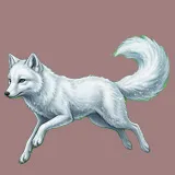 ArcticFox