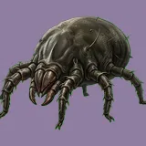 Mite