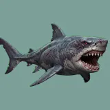 Shark
