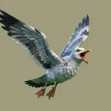Pigeon